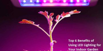Top 6 Benefits of Using LED Lighting for Your Indoor Garden
