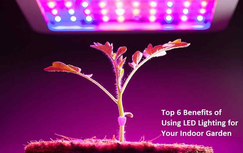 Top 6 Benefits of Using LED Lighting for Your Indoor Garden