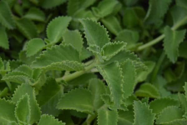 All About the Herbs: 5 Must-Have Plants for your Garden
