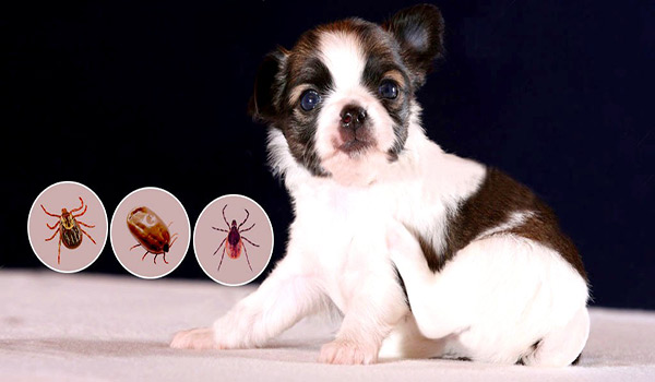 Guide to Keeping Your Pet Pest Free